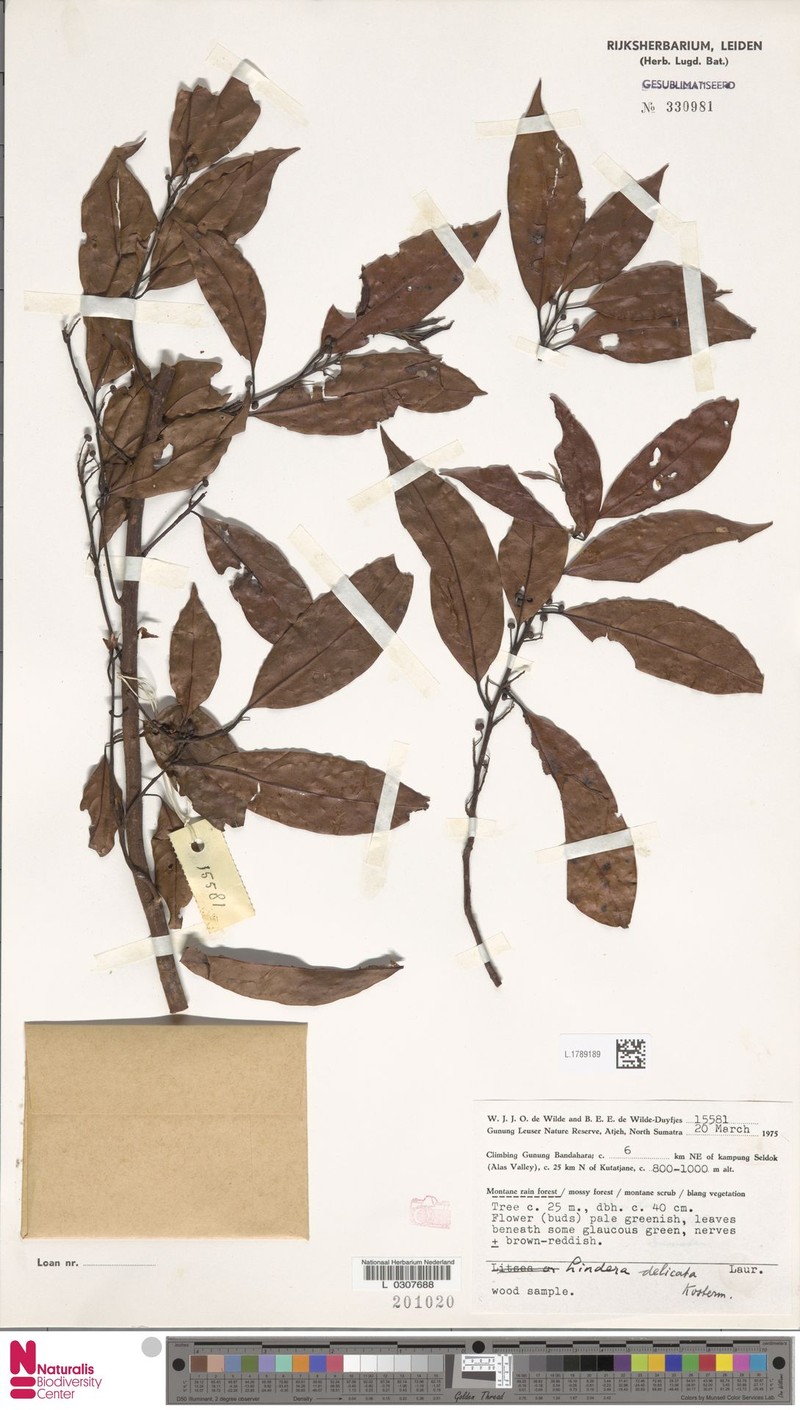 Lindera delicata