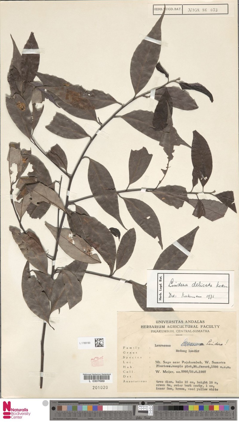 Lindera delicata photo 2