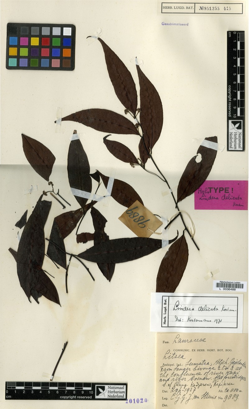 Lindera delicata photo 3