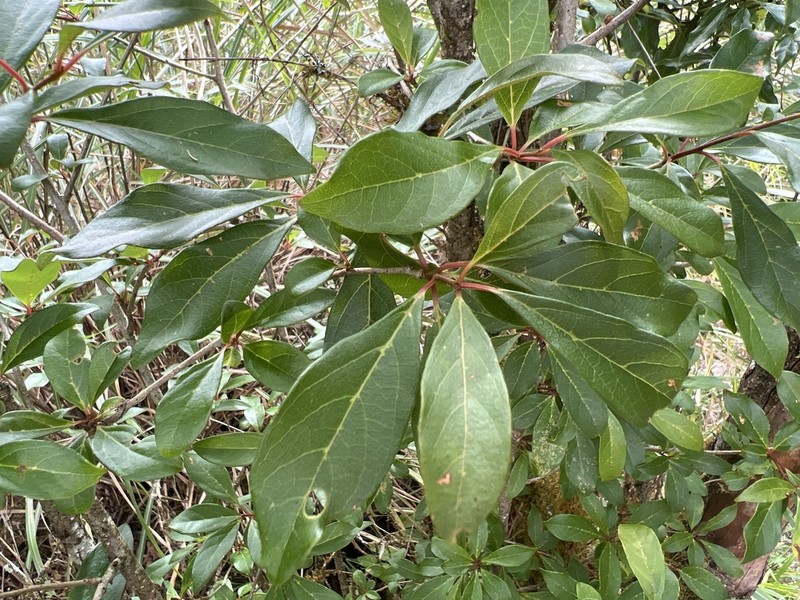 Lindera erythrocarpa
