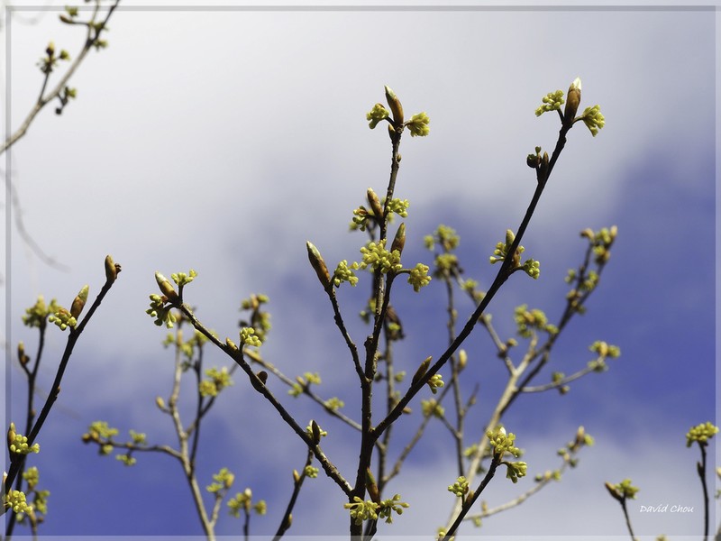 Lindera erythrocarpa photo 2