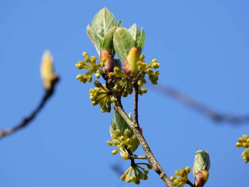 Lindera erythrocarpa photo 3
