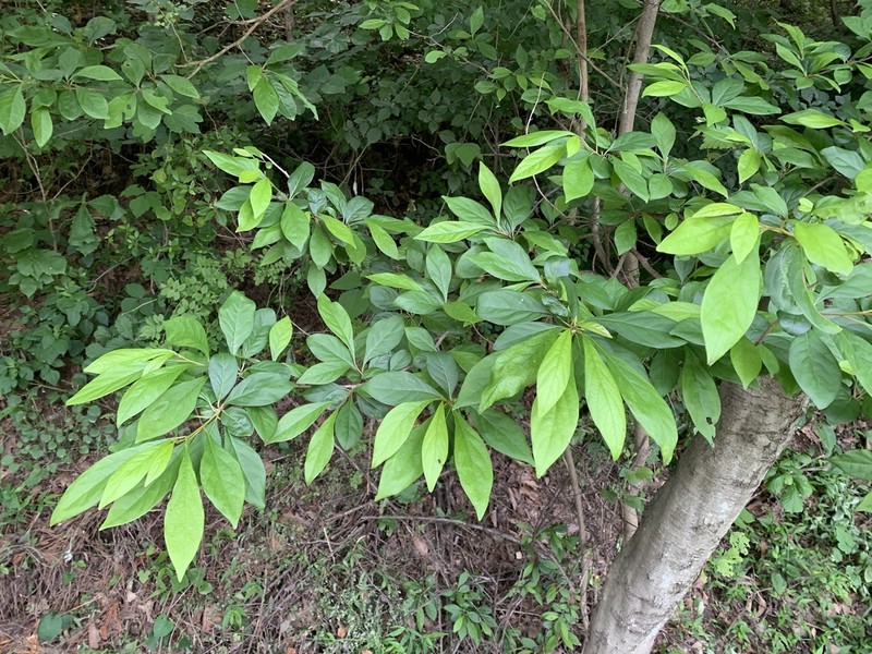Lindera erythrocarpa photo 4