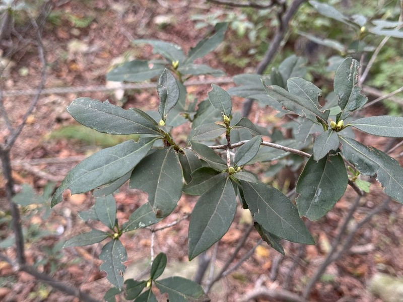 Lindera erythrocarpa photo 5
