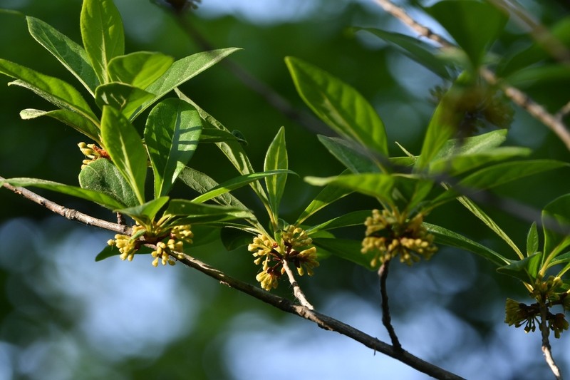 Lindera erythrocarpa photo 7