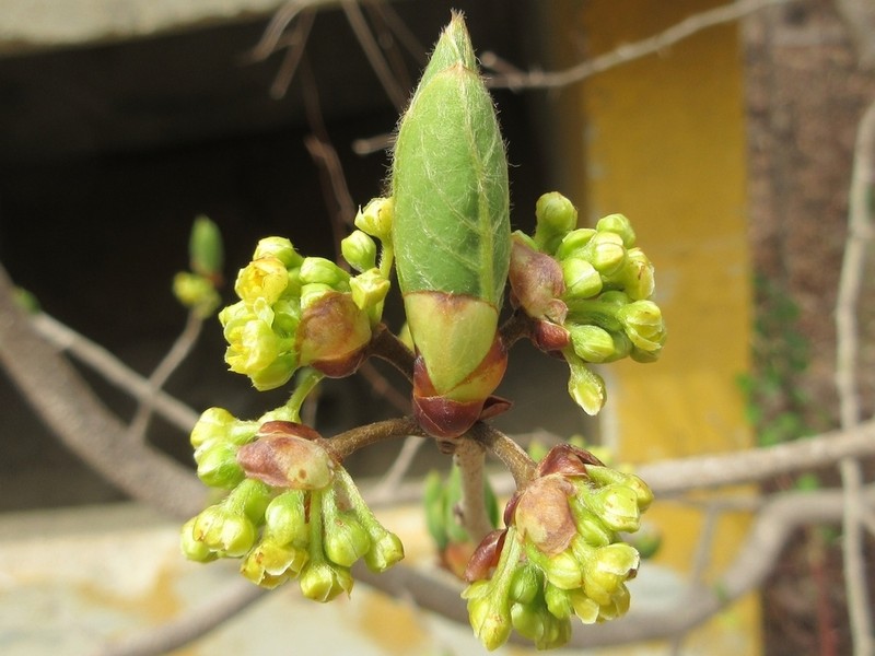 Lindera erythrocarpa photo 8