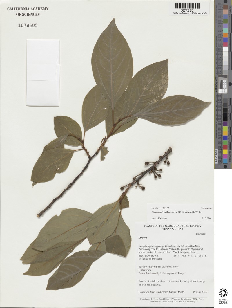 Lindera flavinervia