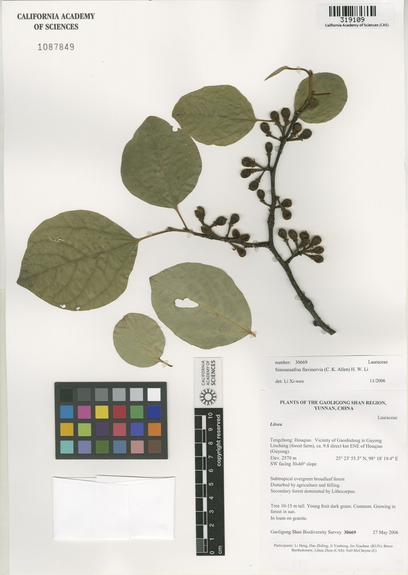 Lindera flavinervia photo 2