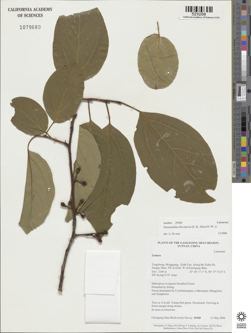 Lindera flavinervia photo 3