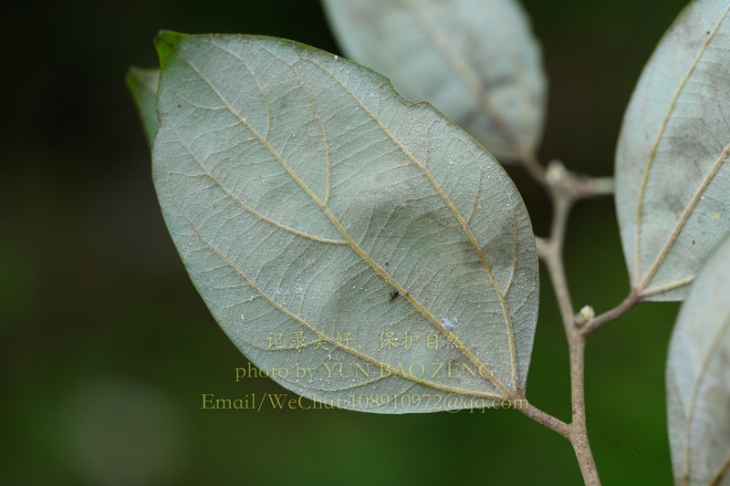 Lindera floribunda photo 2