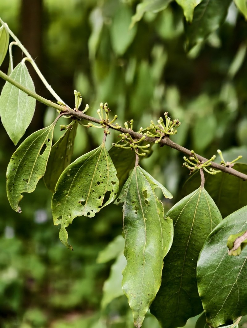 Lindera floribunda photo 3