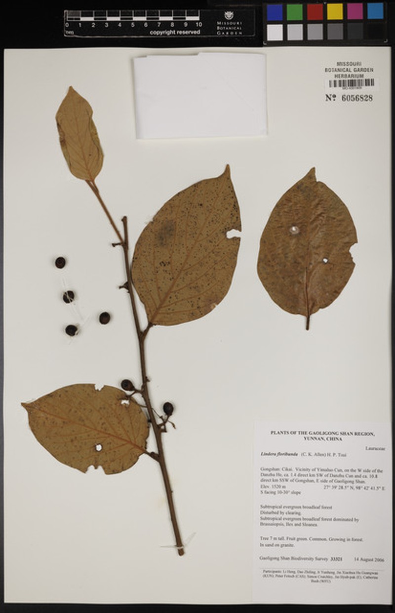 Lindera floribunda photo 4
