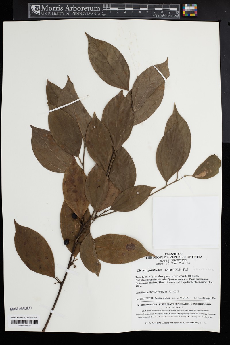 Lindera floribunda photo 5