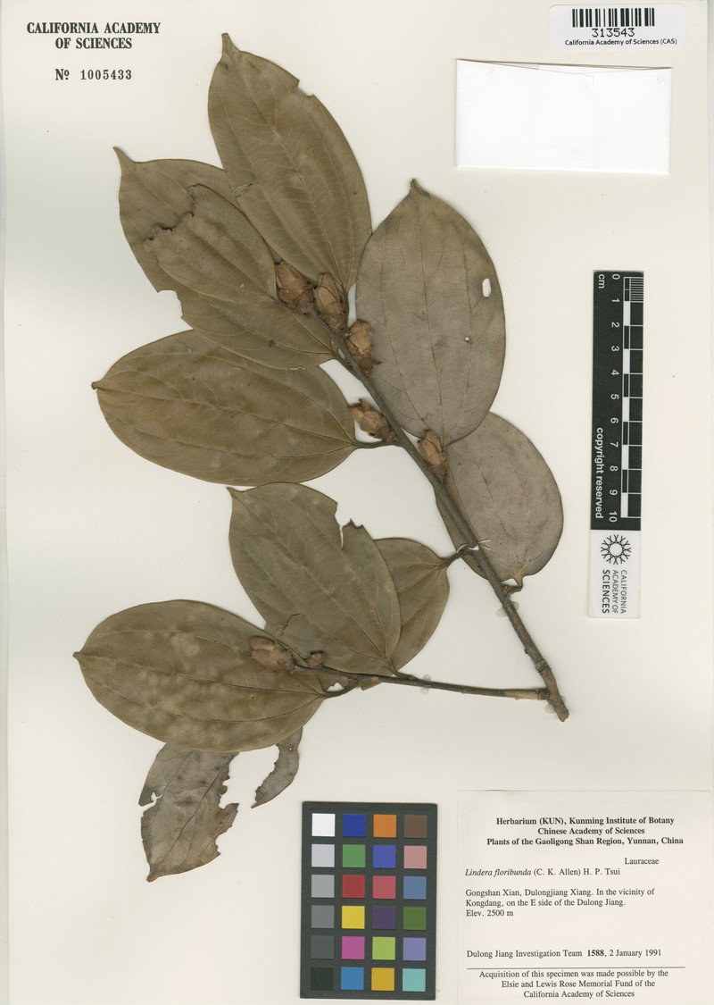 Lindera floribunda photo 6
