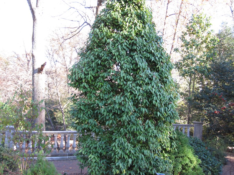 Lindera floribunda