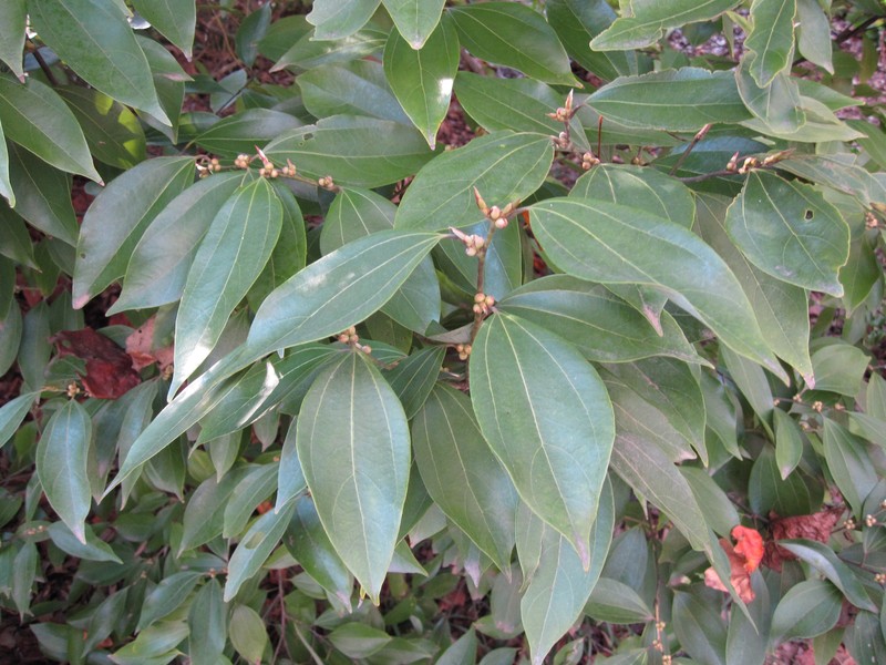 Lindera floribunda photo 7