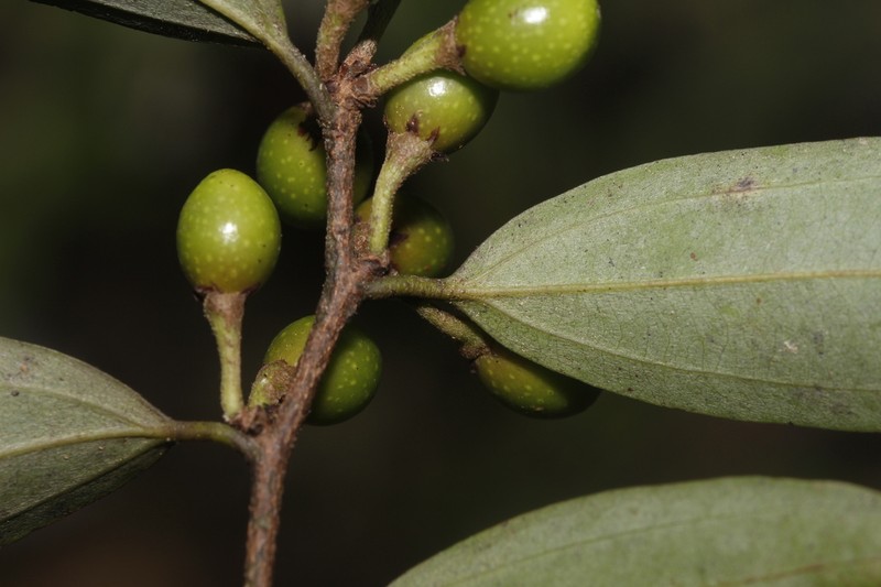 Lindera fragrans