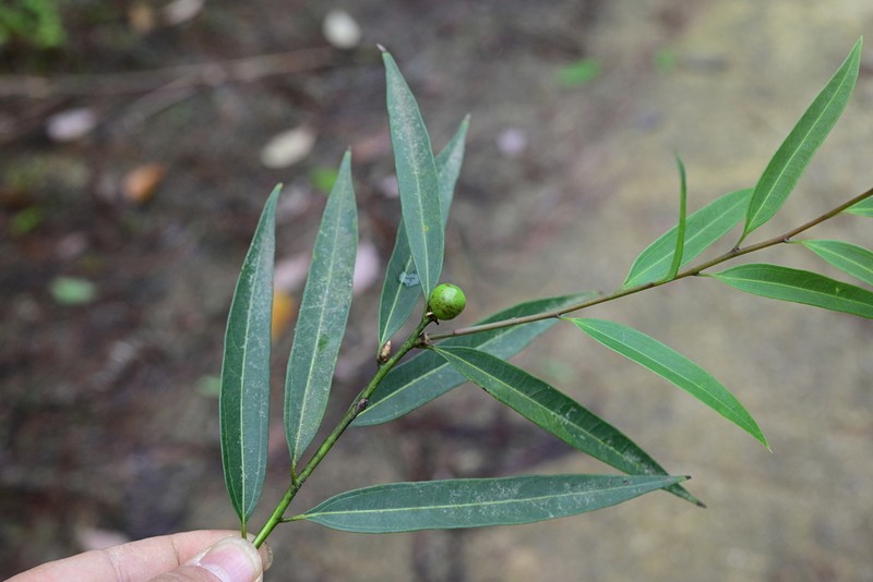 Lindera fragrans photo 2