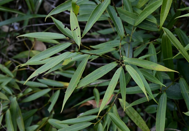 Lindera fragrans photo 3