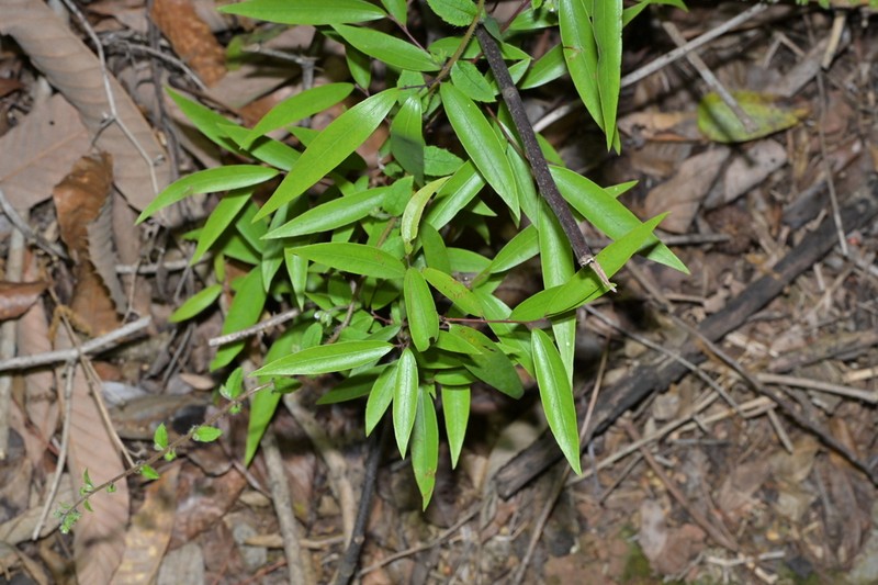 Lindera fragrans photo 4