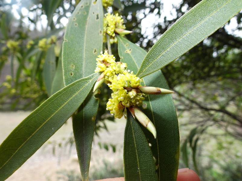 Lindera fragrans photo 5