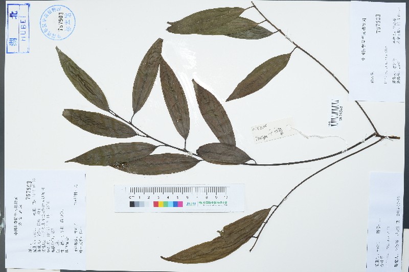 Lindera fragrans photo 6
