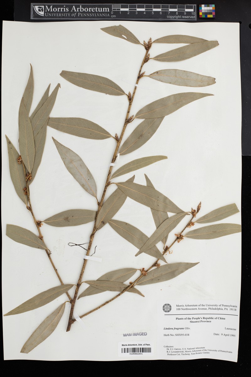 Lindera fragrans photo 7