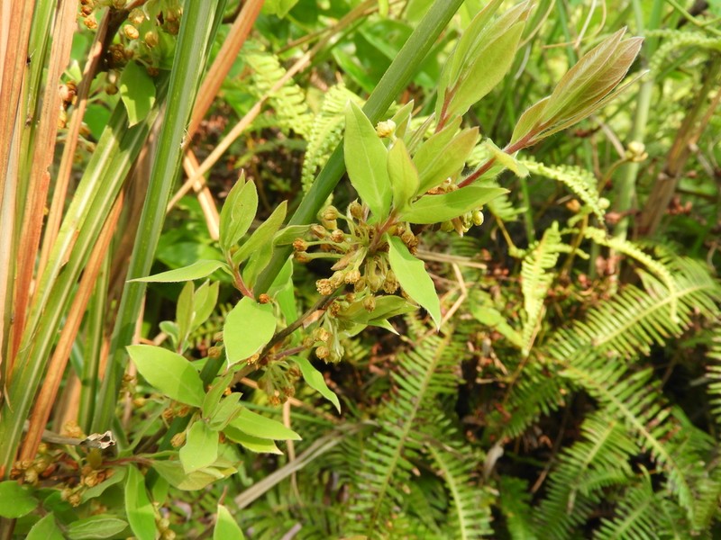 Lindera glauca