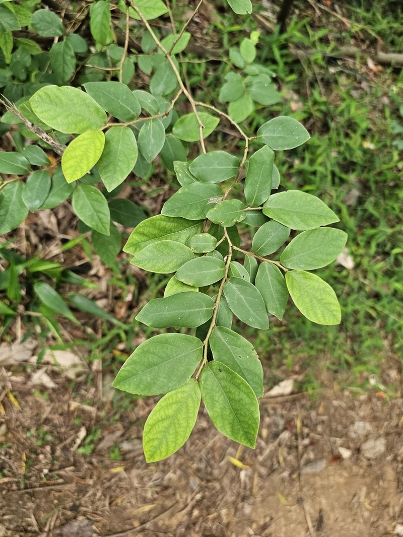Lindera glauca photo 2