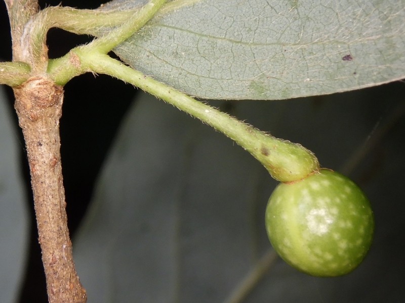 Lindera glauca photo 3