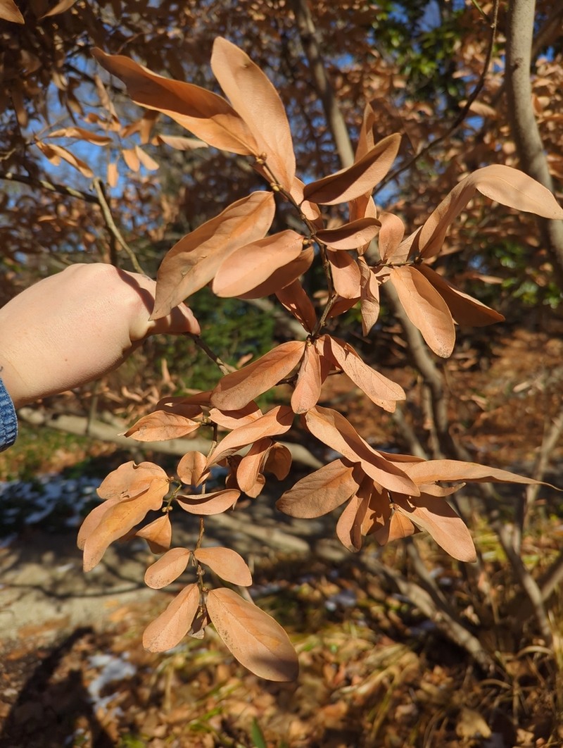 Lindera glauca photo 4