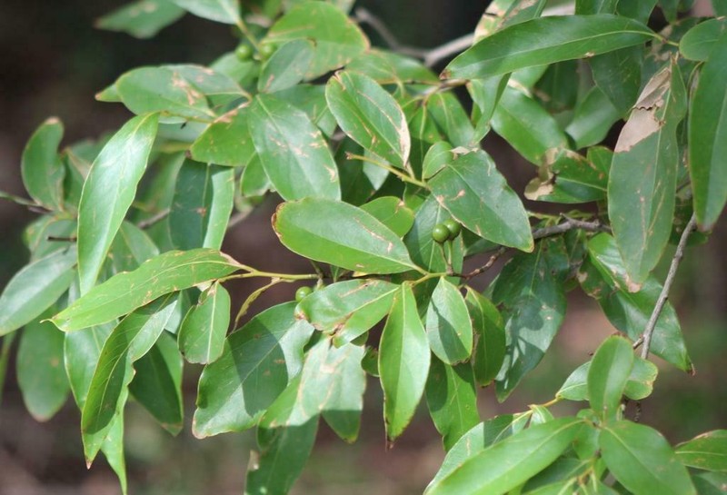 Lindera glauca photo 5