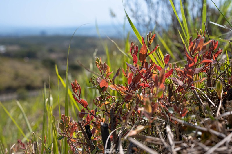 Lindera glauca photo 6