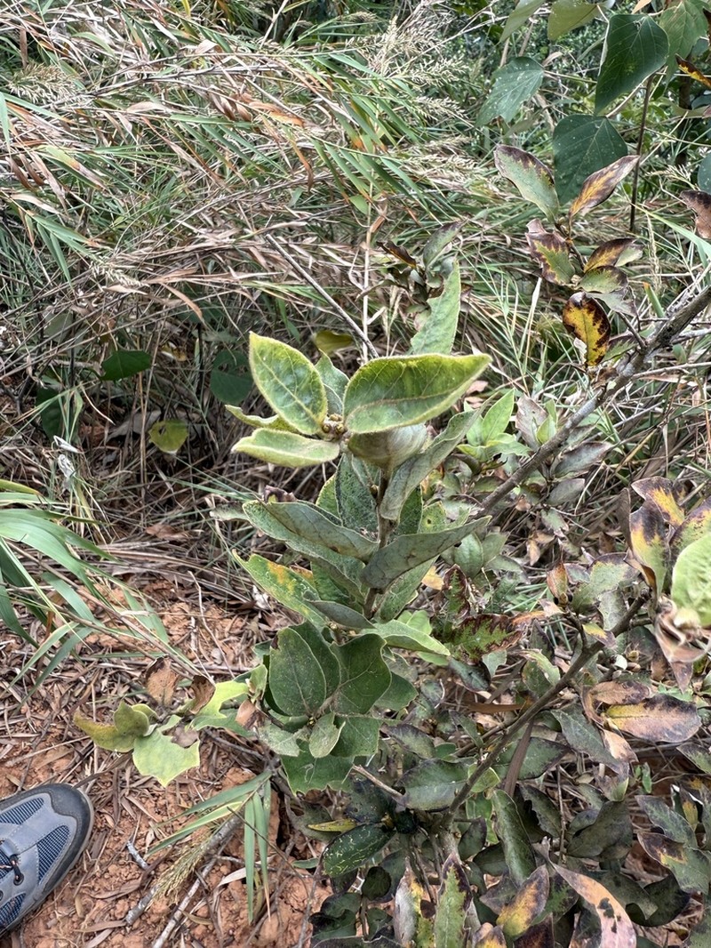 Lindera glauca photo 7