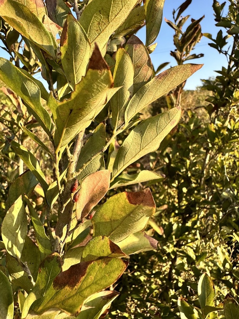 Lindera glauca photo 8