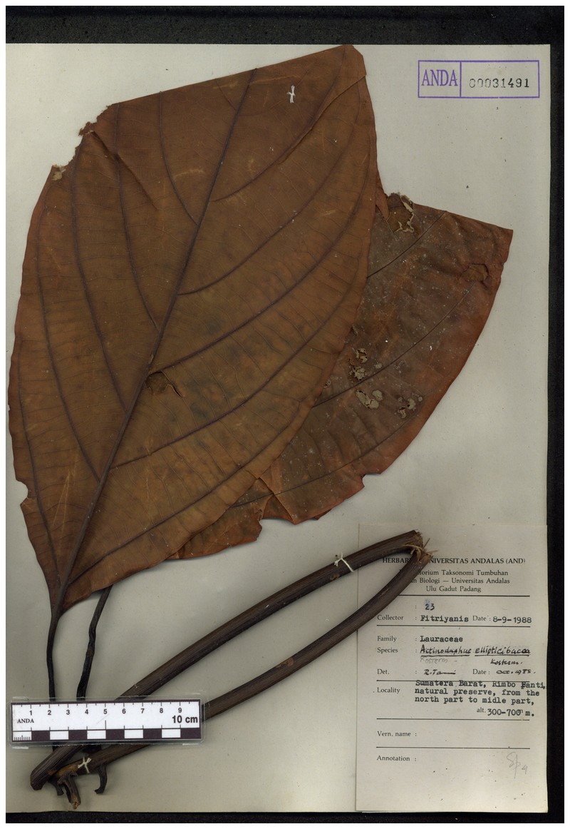 Lindera insignis photo 2