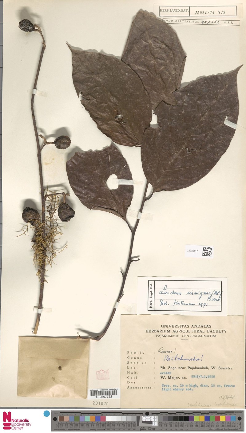 Lindera insignis photo 3