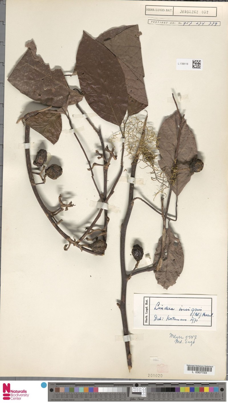 Lindera insignis photo 4