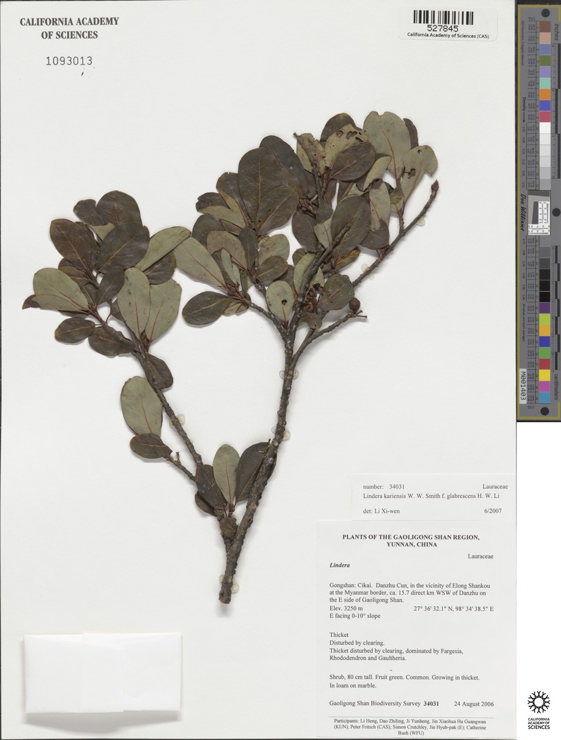 Lindera kariensis