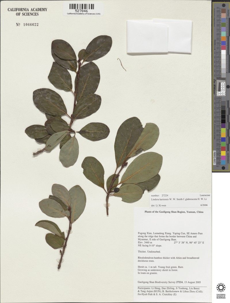 Lindera kariensis photo 2