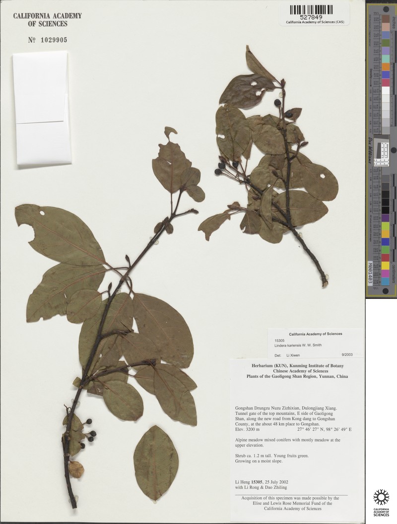 Lindera kariensis photo 3