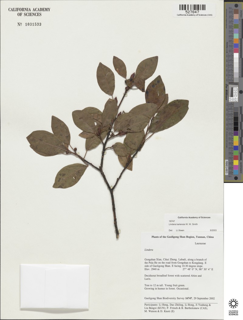 Lindera kariensis photo 4