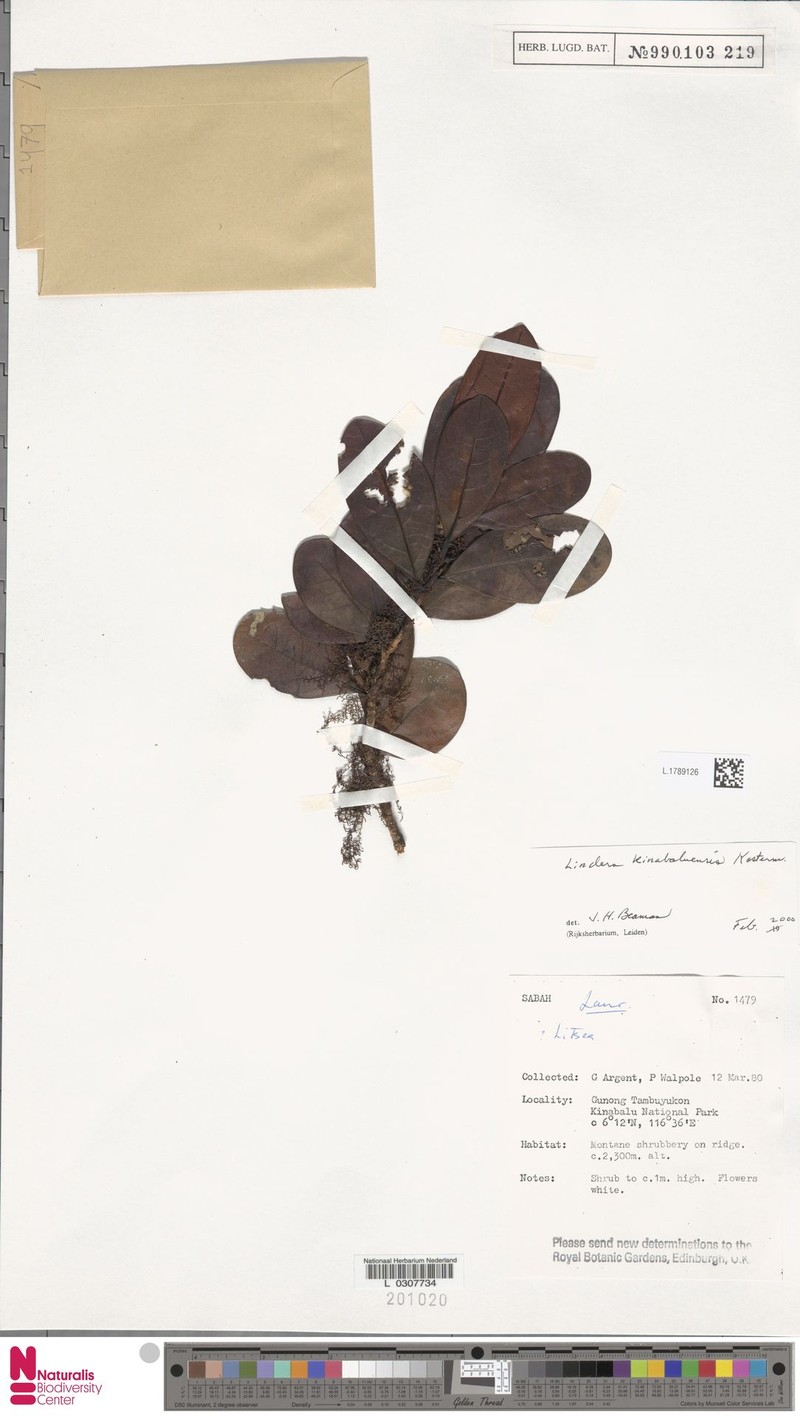Lindera kinabaluensis