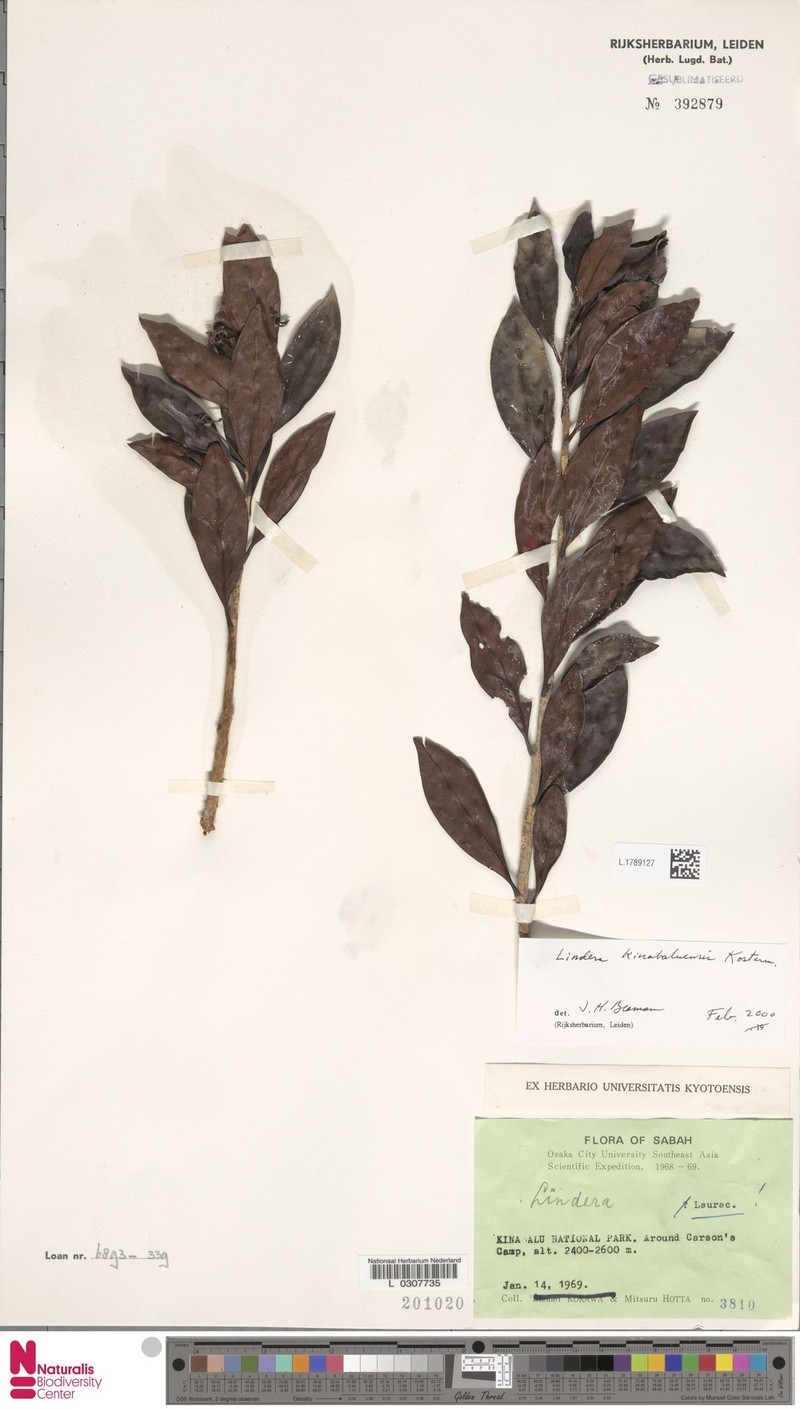 Lindera kinabaluensis photo 2