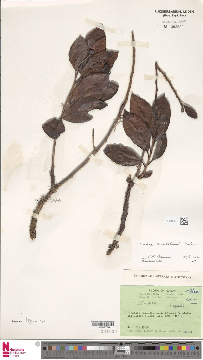 Lindera kinabaluensis photo 3