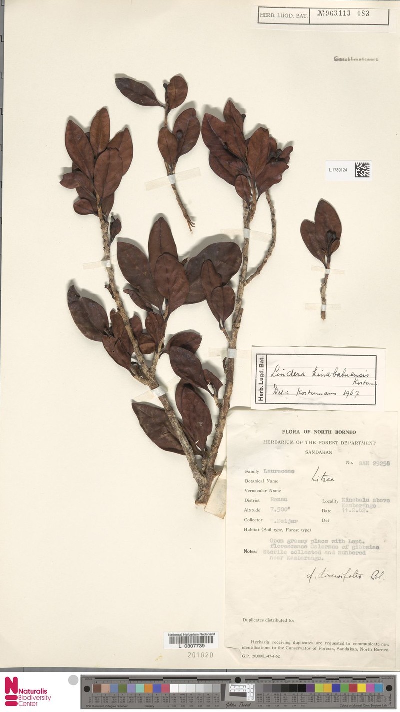 Lindera kinabaluensis photo 4