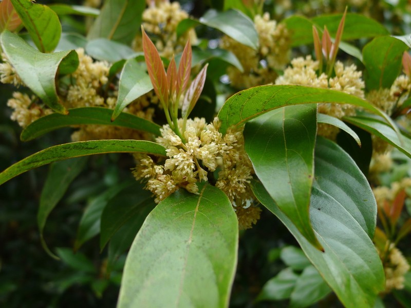 Lindera kwangtungensis