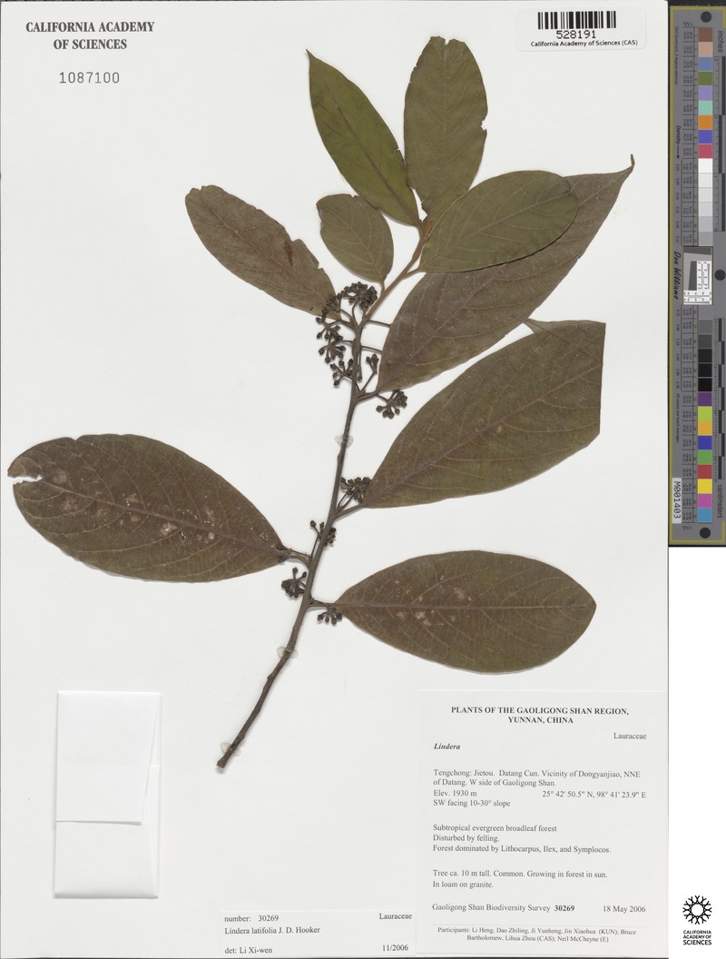 Lindera latifolia