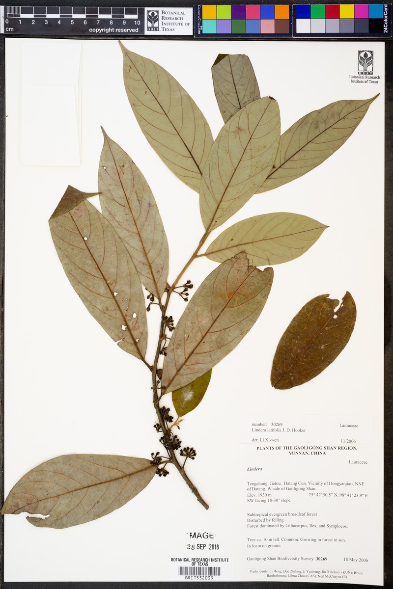 Lindera latifolia photo 2
