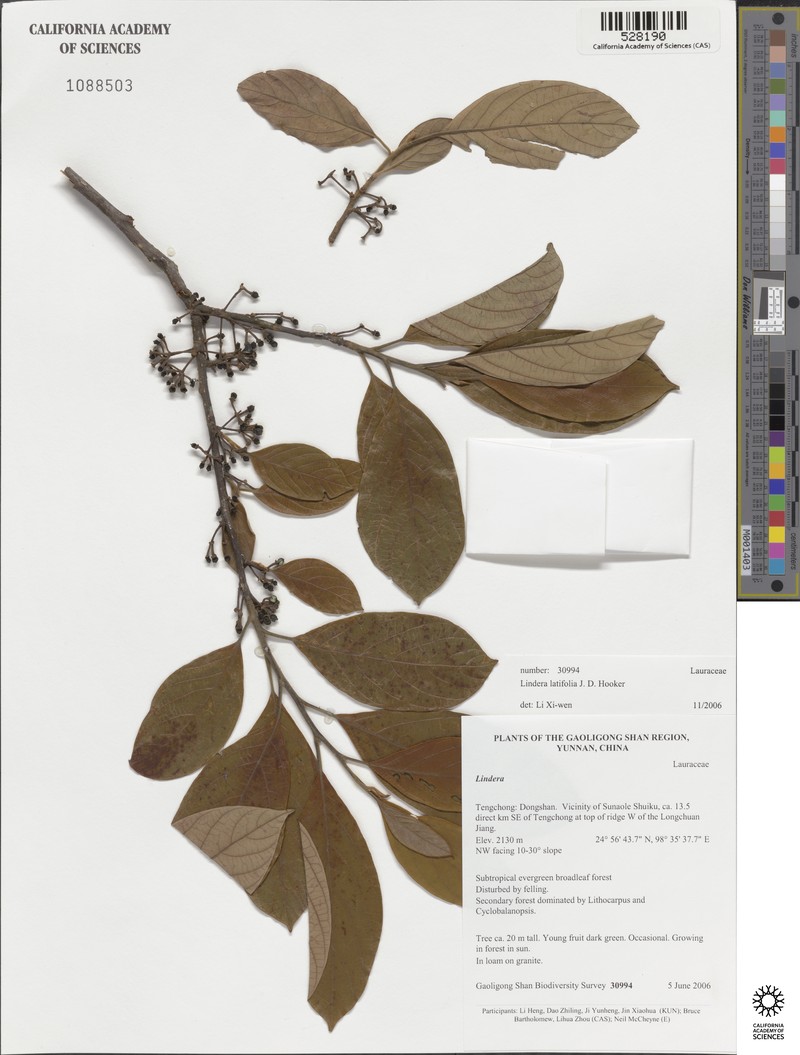 Lindera latifolia photo 3
